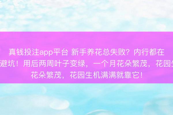 真钱投注app平台 新手养花总失败？内行都在用这些植物肥料避坑！用后两周叶子变绿，一个月花朵繁茂，花园生机满满就靠它！