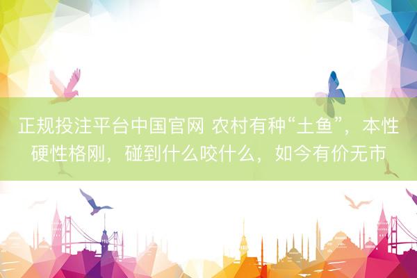 正规投注平台中国官网 农村有种“土鱼”，本性硬性格刚，碰到什么咬什么，如今有价无市